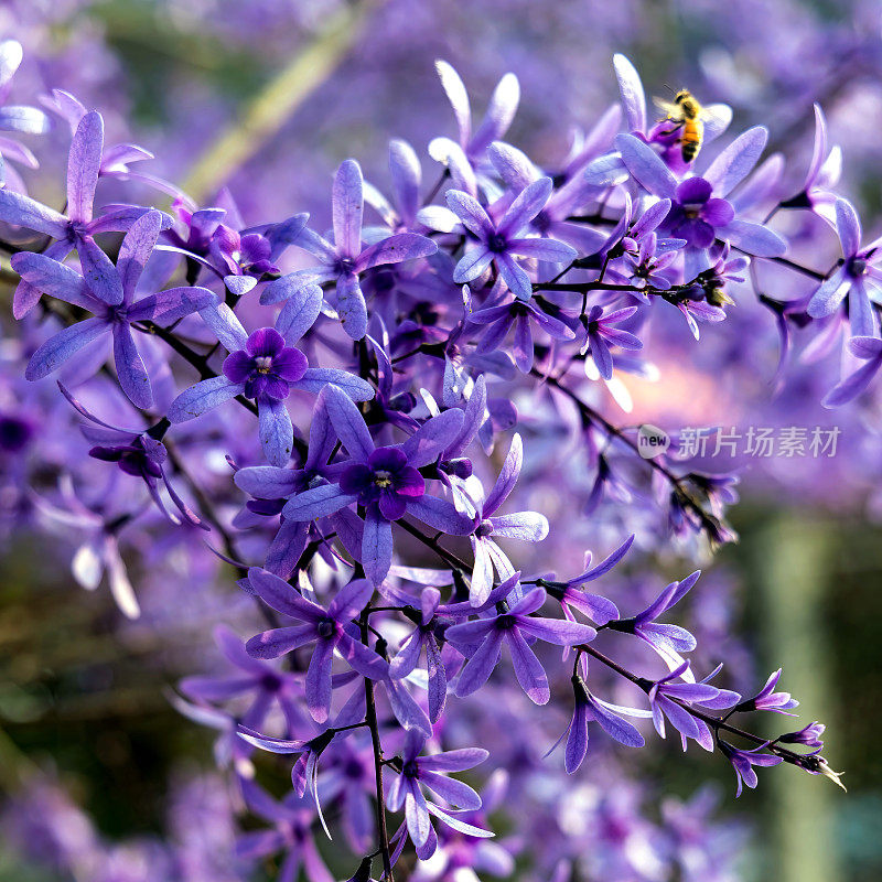 紫皇后花环(Petrea volubilis)开花藤蔓